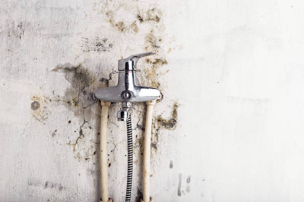 Best Mold Testing  in Woodcrest, CA