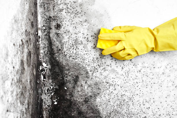 Best Commercial Mold Removal  in Woodcrest, CA