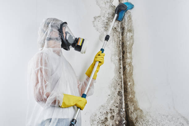Mold Removal and Inspection in Woodcrest, CA