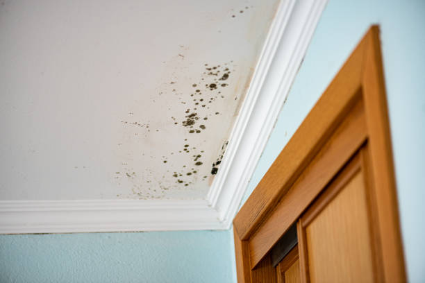 Best Commercial Mold Removal  in Woodcrest, CA