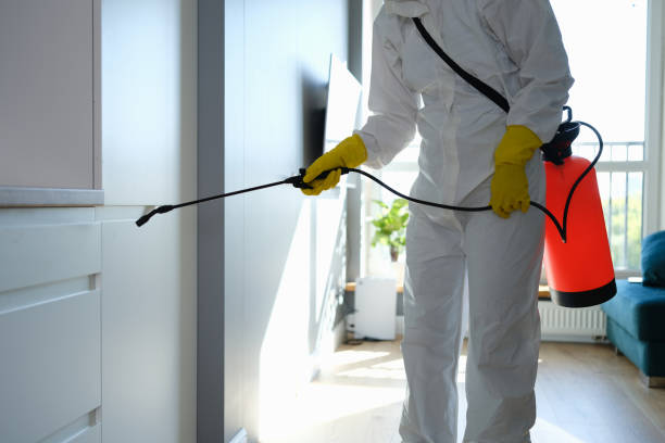 Best Black Mold Removal  in Woodcrest, CA