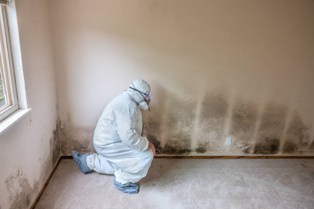 Best Attic Mold Removal  in Woodcrest, CA