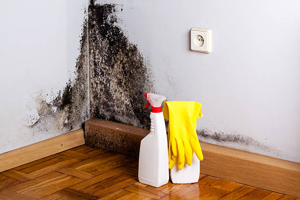 Best Mold Removal Near Me  in Woodcrest, CA
