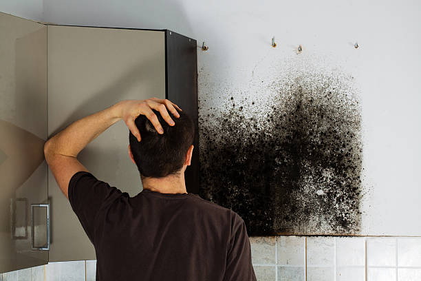 Best Mold Removal Company Near Me  in Woodcrest, CA