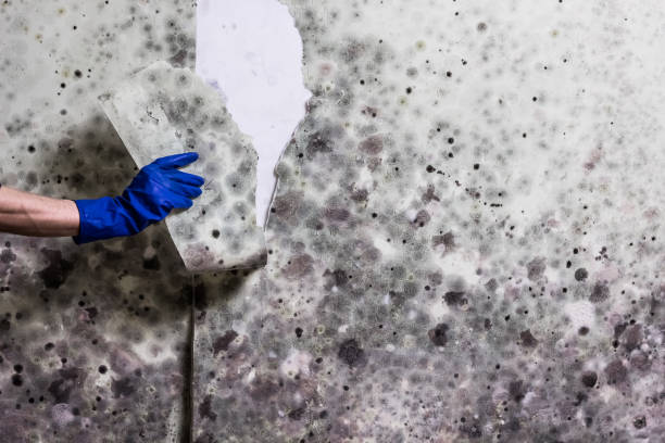 Best Home Mold Removal  in Woodcrest, CA