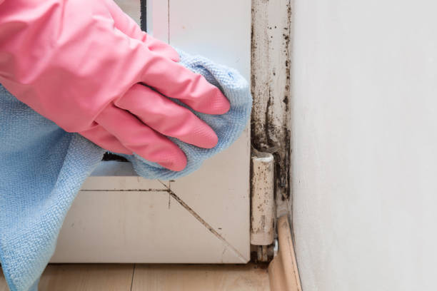 Best Affordable Mold Removal  in Woodcrest, CA