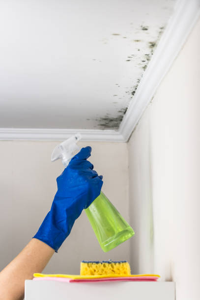 Best Same-Day Mold Removal  in Woodcrest, CA