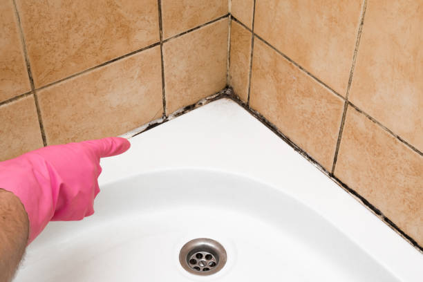 Best Mold Damage Repair  in Woodcrest, CA